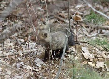 Two red fox kits wander outside their den sniffing for the air for one of their parents nearby. (Photo by Holly S. Edwards)