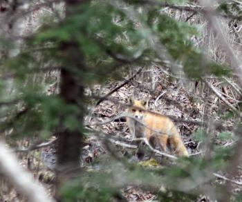 Eventually, the adult red fox appeared again near the den, but well off in the distance. (Photo by Holly S. Edwards)
