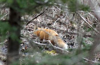 The red fox mother/father begins to make a wide circle back toward the den, not directly to it as it knew I was closer than it was. (Photo by Holly S. Edwards)