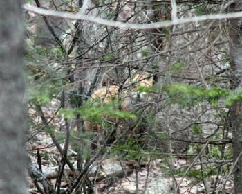 The red fox takes another pause to check my status near its den. (Photo by Holly S. Edwards)