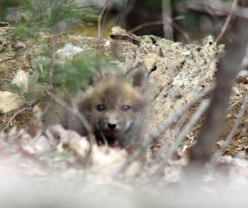 Curiousity, and maybe hearing its parent across the way, one of the kits emerges again from the den. (Photo by Holly S. Edwards)