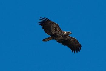 An immature Bald Eagle. Bald Eagles don’t molt into adult plumage, with the white head and tail, until their fourth year. (Photo courtesy of Freeport Wild Bird Supply)