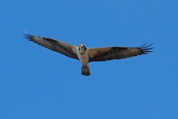 Osprey. (Photo courtesy of Freeport Wild Bird Supply)