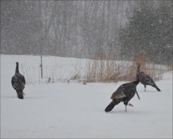 Wild turkeys on the side of Route 90 in Rockport, in March. (Photo by Lynda Clancy)