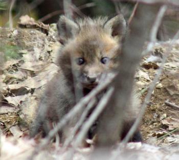 The sound of the camera's shutter caught this red fox kit's attention, and it looked right at me as I snapped just two frames before it darted back down into the den with its siblings. (Photo by Holly S. Edwards)