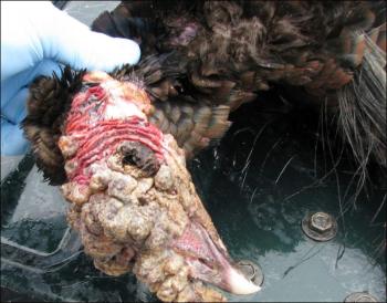 The Lymphoproliferative Disease Virus is afflicting Maine turkeys, and the state is warning hunters to be careful handling them, although sick turkeys are apparently still edible. (Photo courtesy Maine Department of Inland Fisheries and Wildlife)