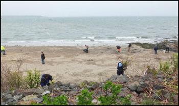 Volunteers work to clean Rockland's beaches.
