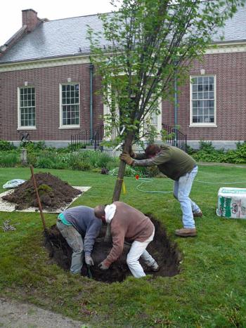 A Princeton elm trees is planted at the Camden Public Library, courtesy of a grant for the Camden Shade Tree Program. (Photo by Dale Bruce)