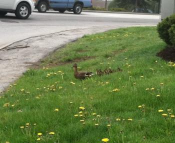The mother duck takes her brace back to the bushes. (Photo courtesy of Kelli Buklin)