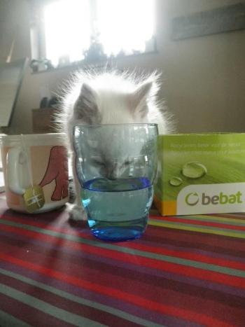 Our two kittens have taken to exploring their new environment with gusto. (Photo by Ari Snider)