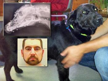Lady, a young black Labrador retriever, was picked up in Waldoboro as a stray nearly two weeks ago. Her rescuers eventually found she was riddled with BB shot under her skin, at least 83 pellets worth. (Courtesy Lincoln County Animal Shelter)