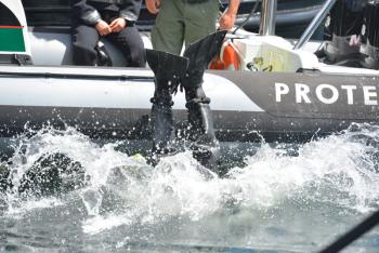 A Maritime Patrol diver enters the water in Rockland's inner harbor Sunday afternoon. (Photo by Ron Hawkes)