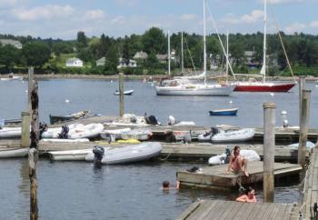 Cooling off in Belfast Harbor on a hot summer day. (Photo by Erica Thoms)
