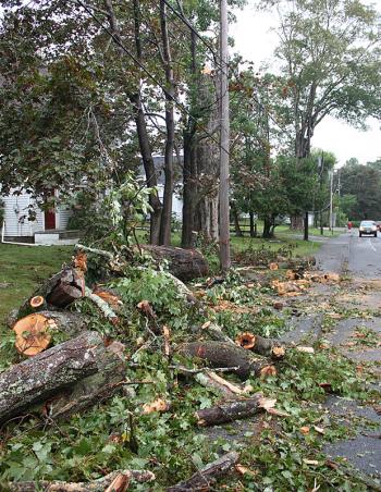 A cut up tree on the side of Park Street in Camden. (Photo by Holly S. Edwards)