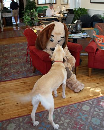 Saying hello to Annie downtown. (Photo by Holly S. Edwards)