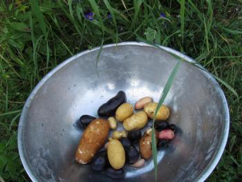 Dulse & Rugosa
