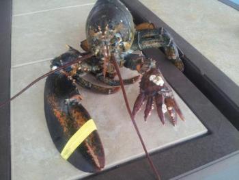 The five-claw crusher claw lobster that’s been making Maine headlines. See what lobstermen have to deal with?