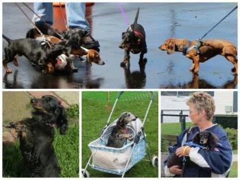 10th annual Wienerfest collage. (Photos by Erica Thoms)