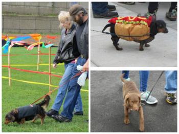 10th annual Wienerfest collage. (Photos by Erica Thoms)