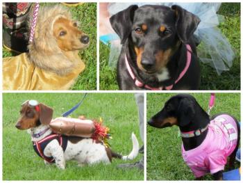 10th annual Wienerfest collage. (Photos by Erica Thoms)