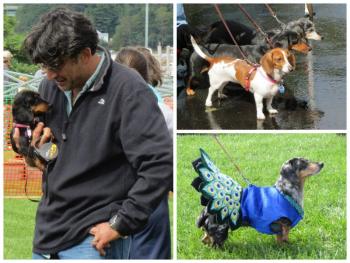 10th annual Wienerfest collage. (Photos by Erica Thoms)