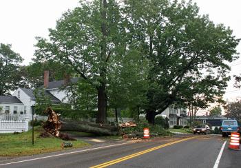 A large tree down on Washington Street in Camden Thursday morning. (Photo by Holly S. Edwards)