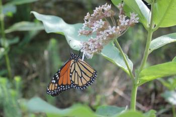 Monarch butterflies’ beauty and fascinating life cycle make them a familiar and much-loved garden staple. But their populations are in steady decline and few were seen in Maine this year. SUE MELLO/Boothbay Register