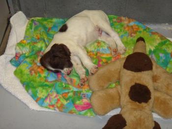 Nap time comes with a blanket and a teddy. (Courtesy Harbor Hounds)