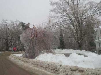 A tree bough sits on power lines at the intersection of Back Belmont Road and Route 52 in Belfast. 