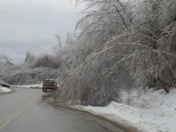 Drooping trees block one lane of traffic in the Hannaford and Job Lots parking lot. 