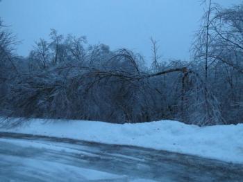 A tree snapped in two by the heavy ice in Northport.