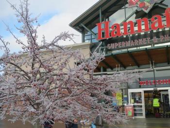 Belfast Hannaford.