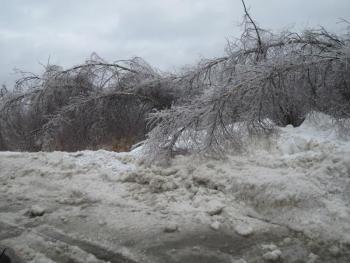Trees lining the Hannaford/Job Lots parking lot slump under the weight of the ice. 