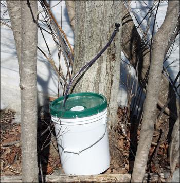 Tom Cox has a couple of friends who live nearby and together they tap about 400 maple trees each spring, boil the sap and share the bounty of maple syrup between them. (Photo by Holly S. Edwards)