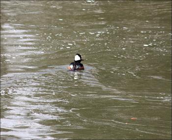 A male hooded merganser swims above the falls at the Knox Mill in Camden March 21. (Photo by Holly S. Edwards)