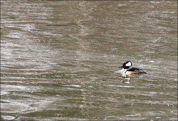 A male hooded merganser. (Photo by Holly S. Edwards)