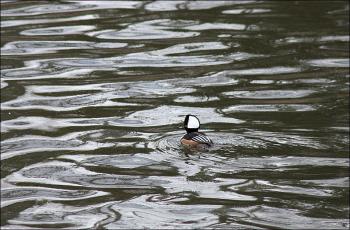 Another shot of the male hooded merganser above the falls at the Knox Mill March 21. (Photo by Holly S. Edwards)
