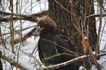 The golden eagle as it was originally found by Kerrin Erhard and her son, Blake, while they were cross-country skiing on Ovens Mouth Preserve on Dec. 29, 2013.