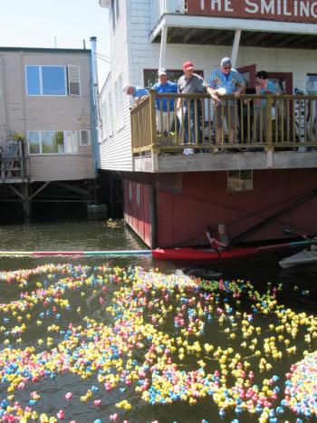 2,500 ducks are dropped into the pond behind The Smiling Cow.