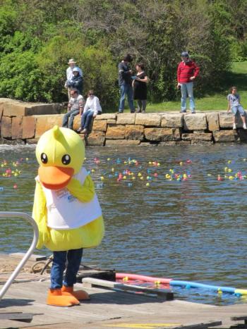 When the ducks stopped moving, the crowd got restless. “Push the big duck into the water.” Photo by Kay Stephens