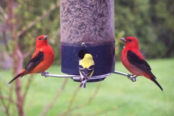 Two Scarlet Tanagers share the feeder with a Goldfinch (Photo by Dianne Stevenson)