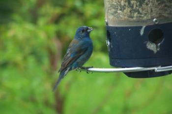 This Indigo Bunting was a little damp from a recent rainstorm. (Photo by Dianne Stevenson)