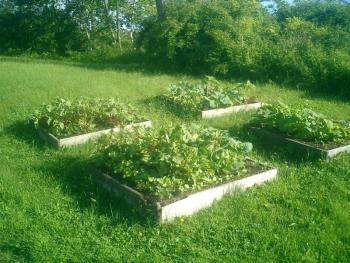 Look how many vegetables are growing in these three-foot-square boxes on a lawn near the Beach. (Photo by Diane O’Brien)