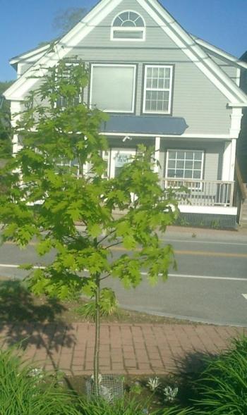 This little tree sprouted from the roots of the original tree MDOT planted which promptly “died” the first season. Looks like it’s going to make it! (Photo courtesy Diane O’Brien)