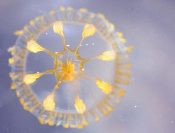 A tiny eight-ribbed hydromedusa was one of two jellyfishes found Friday morning, day five, during the six-day photography and nature cruise aboard the schooner Mary Day. (Photo by Holly S. Edwards)