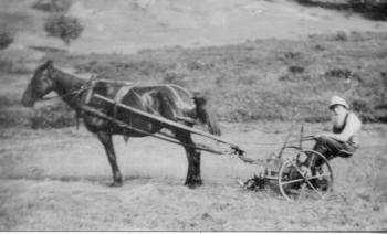 Oliver Pendleton gets ready to plow his garden, c. 1910. His farm was at 2562 Atlantic Highway, where his descendents still live. (Photo courtesy of Lincolnville Historical Society)