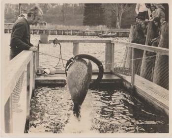 Andre jumping through a hoop in his Rockport harbor pen. (Photo courtesy Jim Moore)