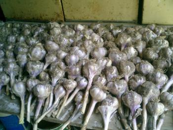 garlic