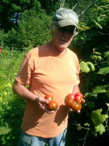 tomatoes