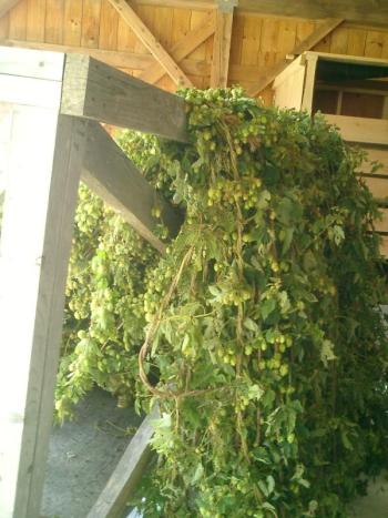 Harvested hop vines waiting to be plucked.
Photo by Diane O’Brien hop vines